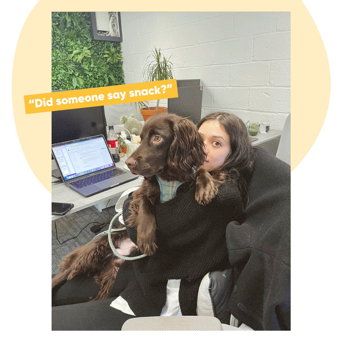 Bind Media | PPC Agency Bath (@bindmedia) on Twitter photo POV: There is a dog in the office 🐶 POV: There is a dog in the office 🐶