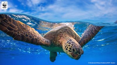WWF is one of the most recognized nonprofit brands. 
Their decisions are driven by data. Without analytics they could never grown to their needed scale.  #WWF. 2.sas.com/60153WLjt #DataForGood #marketing #personalization