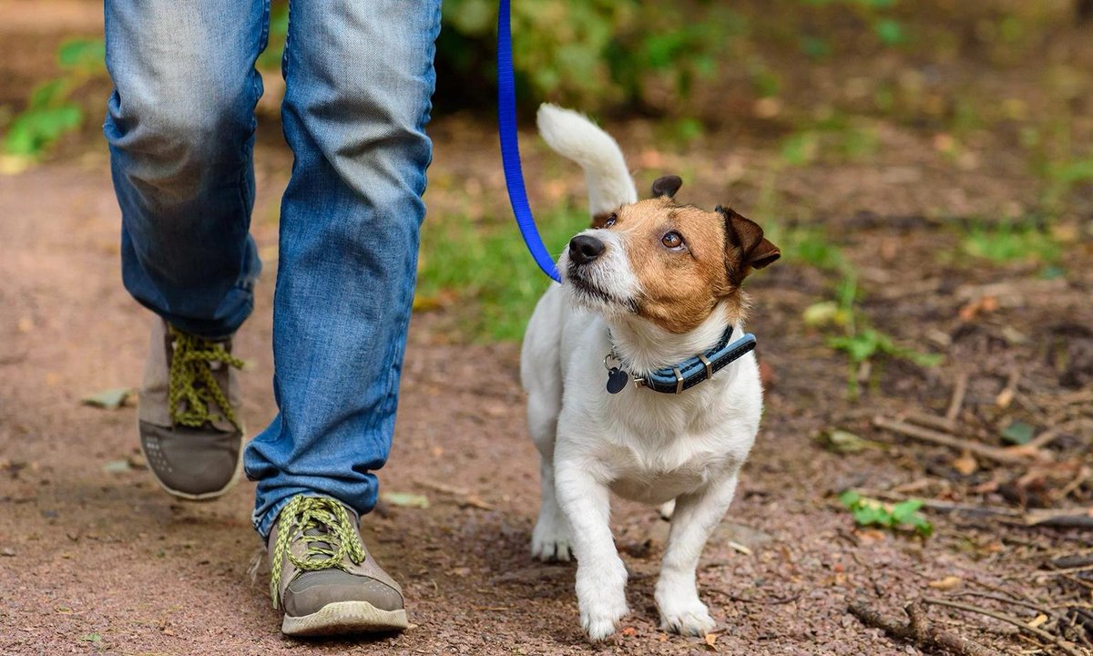 clydesfeed's tweet photo. You know what they say, a healthy pet is a happy pet! Make sure your animals are eating a proper diet and staying in shape! Exercise is key!

#ResponsiblePetOwnersMonth https://t.co/wjaa03RwYB