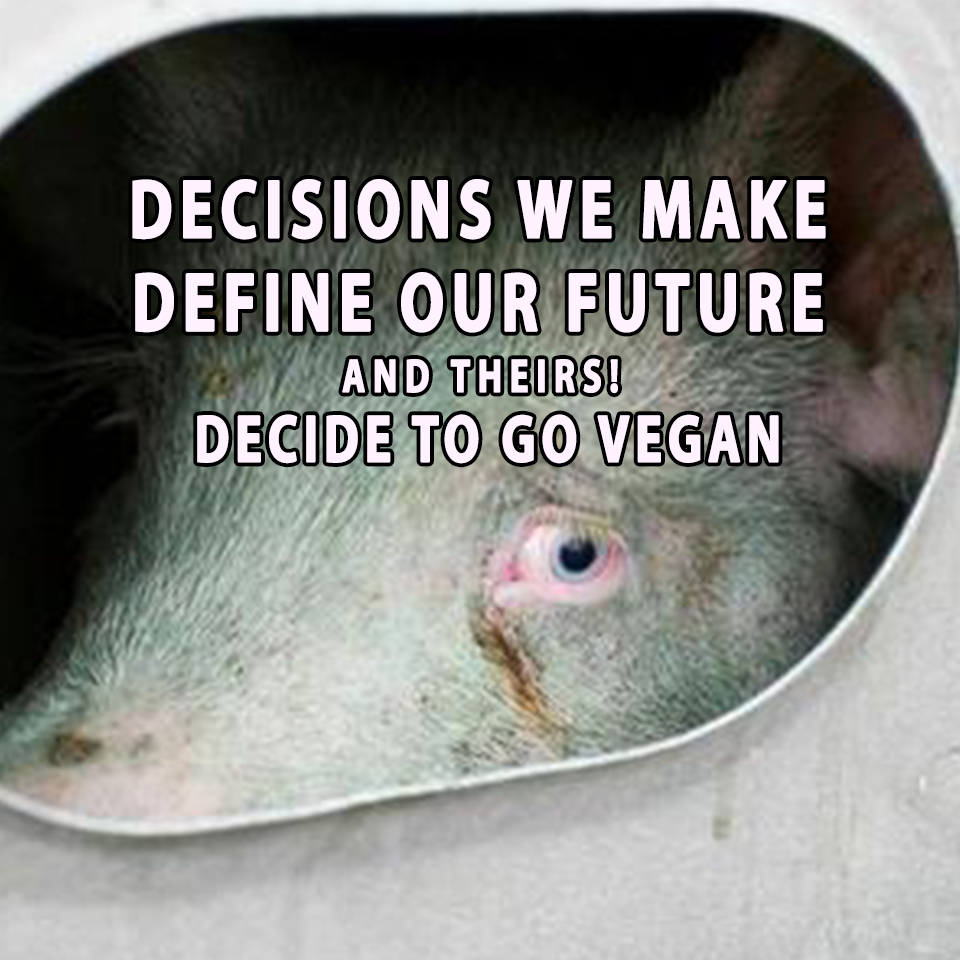 Xpose Trophy Hunting on Twitter "RT _AnimalAdvocate There's a direct