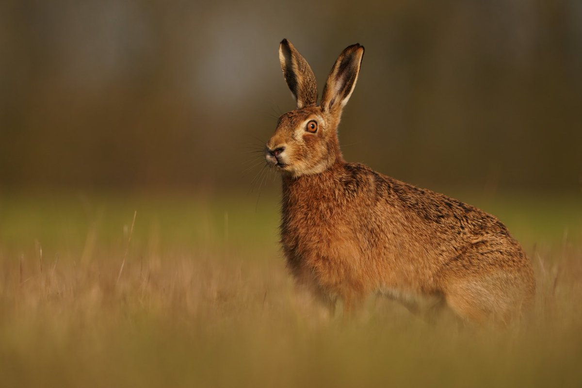 Suffolk Brown Hare
