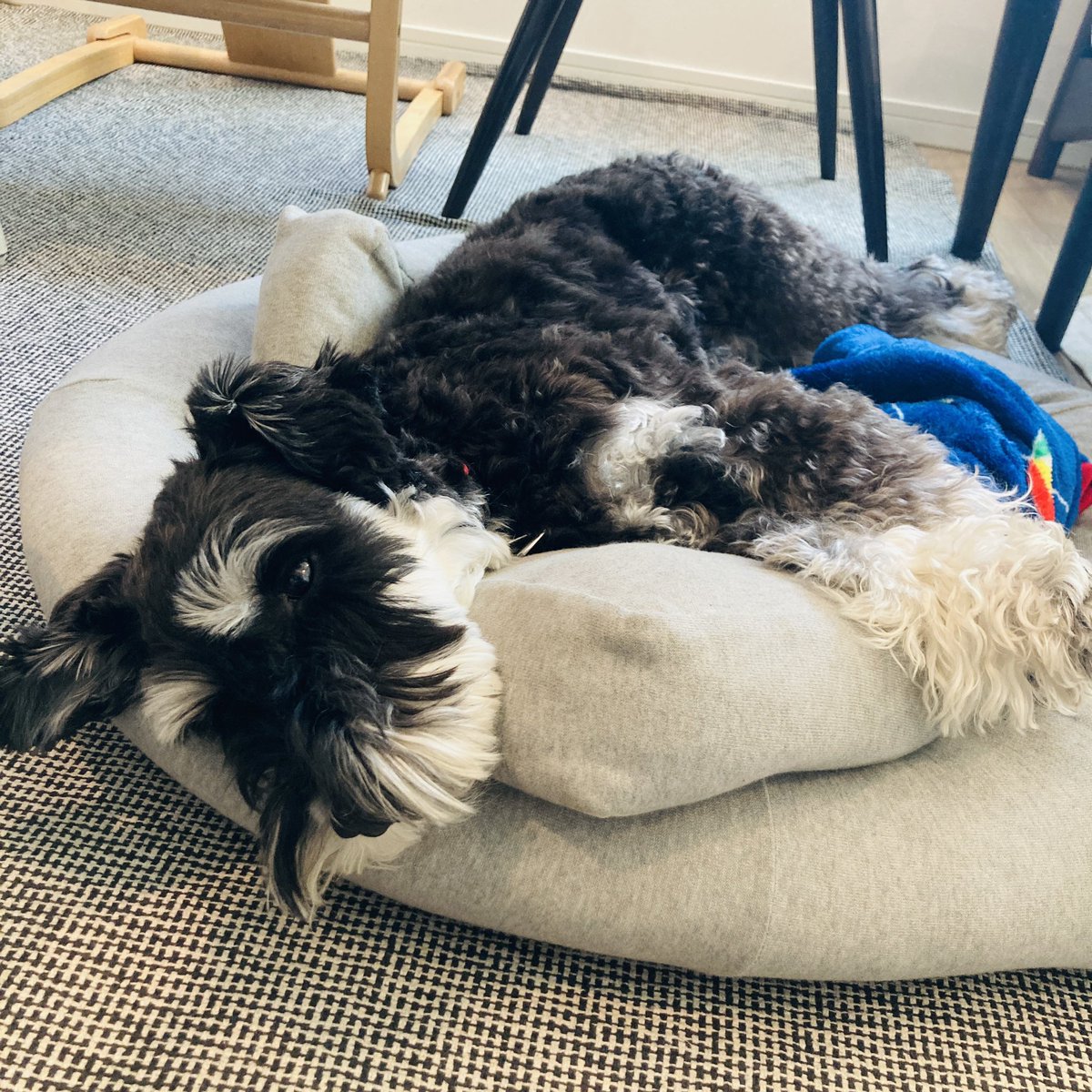 MojaPeco's tweet photo. 最初はこのベッドには見向きもしなかったのに、今じゃ一日中ここでゴロゴロ犬。 https://t.co/lbzG2GGJjV