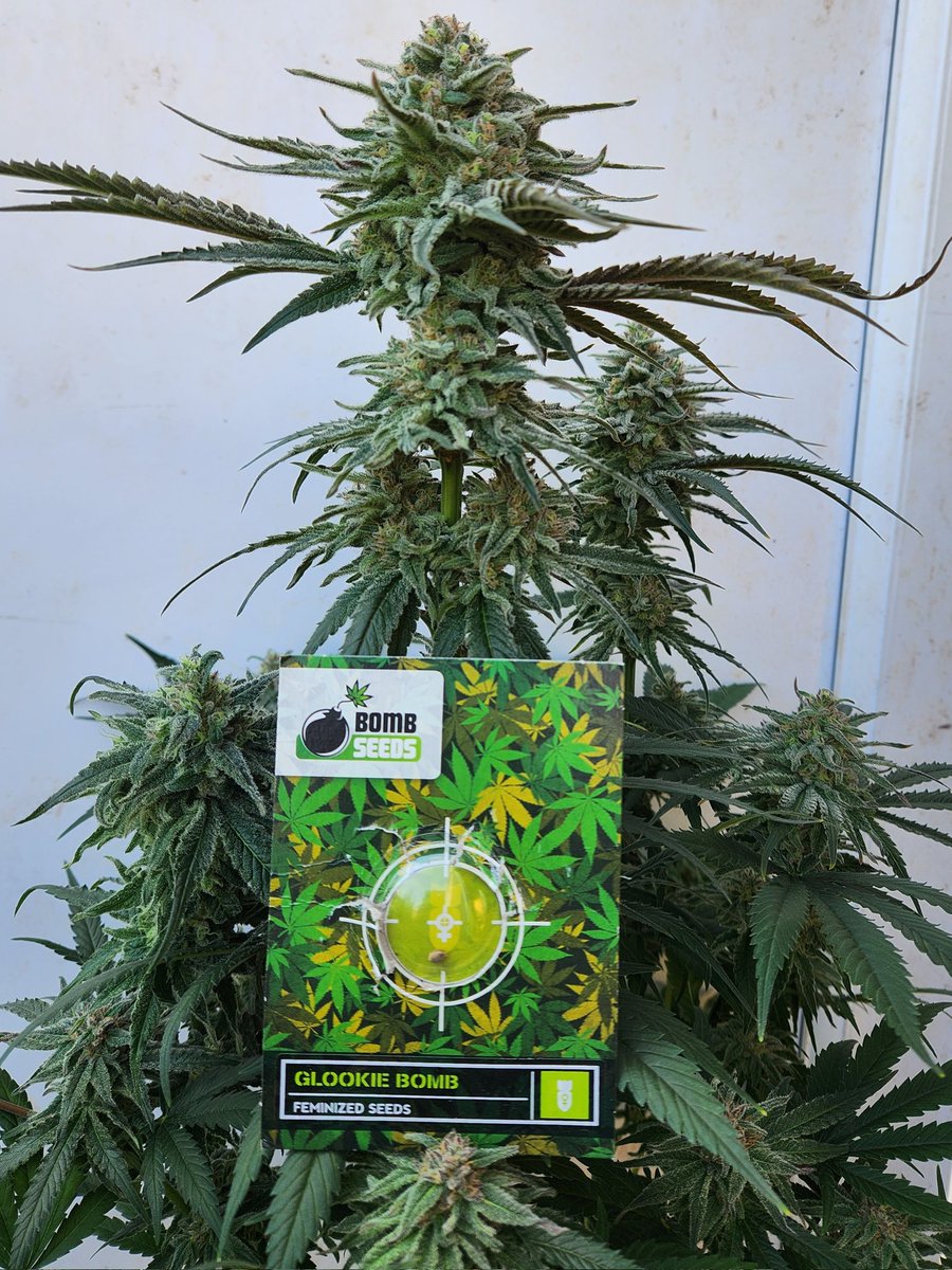 Chimera42o's tweet image. Nearly at 10 weeks flower and still this Glookie wants to push on. @BombSeeds kolas are swelling lovely took out today for some pics and hands are stuck together. #CannabisCommunity #Mmemberville #stickyicky #Homegrown #glookiebomb