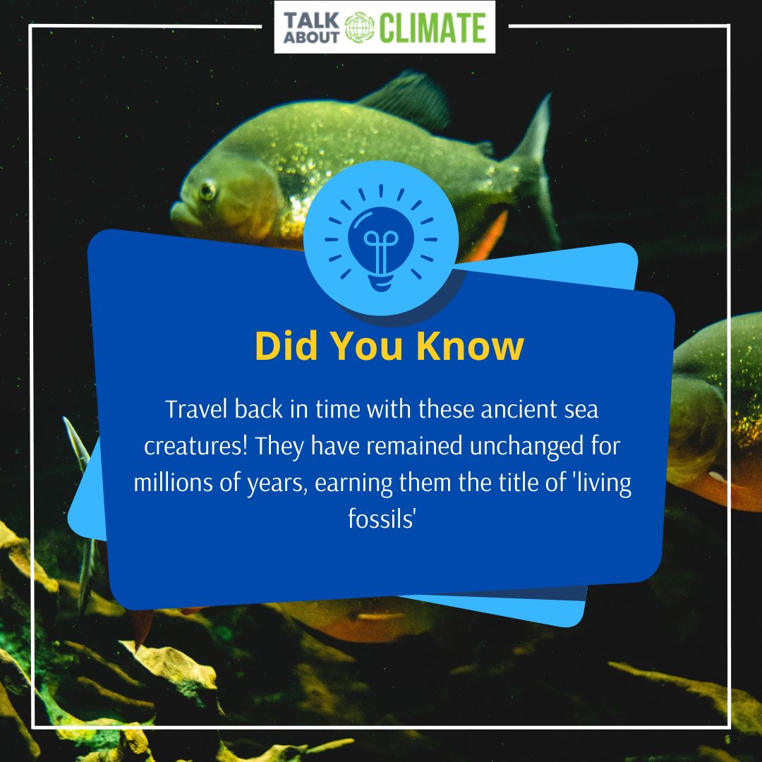 climatetrend's tweet photo. Travel back in time with these ancient sea creatures! They have remained unchanged for millions of years, earning them the title of 'living fossils'
.
.
#stopclimatechange #climatechangeisreal #talkaboutclimate #climatechangeawareness #environment https://t.co/joIx9g4vlu