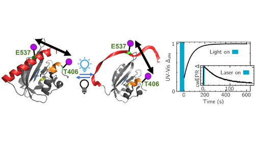 angew_chem's tweet photo. Triggered Functional Dynamics of AsLOV2 by Time-Resolved Electron Paramagnetic Resonance at High Magnetic Fields (Sherwin) @shiny_maity @braddprice @arnab_mukh3rjee @maxzwilson @SpinLovett @songihanlab https://t.co/oVR0nGdLk8 https://t.co/clZ1x119iK