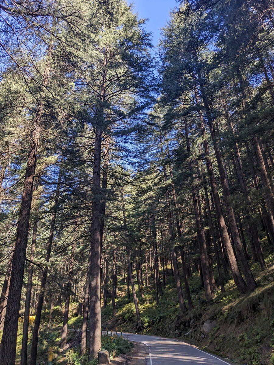 gauravgilalkar's tweet photo. Manali Day 4 glimpses
#TeamPixel #wintermanali #snow #mountains #alooparatha #breadjam #poha #curd https://t.co/0u91b7Nls7
