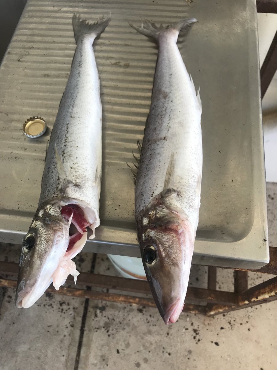 MichaelSabey5's tweet photo. #King George whiting#bag#big water#big fish https://t.co/QZVSRuThNY