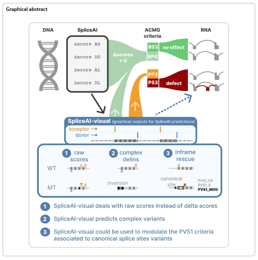 Vision_INM's tweet photo. We want to congratulate David Baux and all the participants in the amazing SpliceAI-visual project!
Read this paper to know more about this online tool to improve #SpliceAI splicing variant interpretation
👉 https://t.co/Rmp6uRbWUB
@MoBiDiC_BioInfo @umontpellier @InsermOccMed https://t.co/hDujTnOuu4