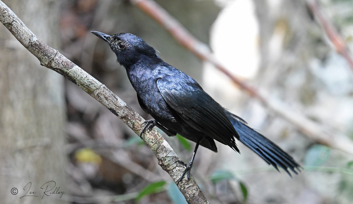 Black catbird (Yucatan endemic) - Tulum, Quintana Roo, Mexico 🇲🇽 #yucatanbirding #birdphotography #twitterbirds #natgeobirds