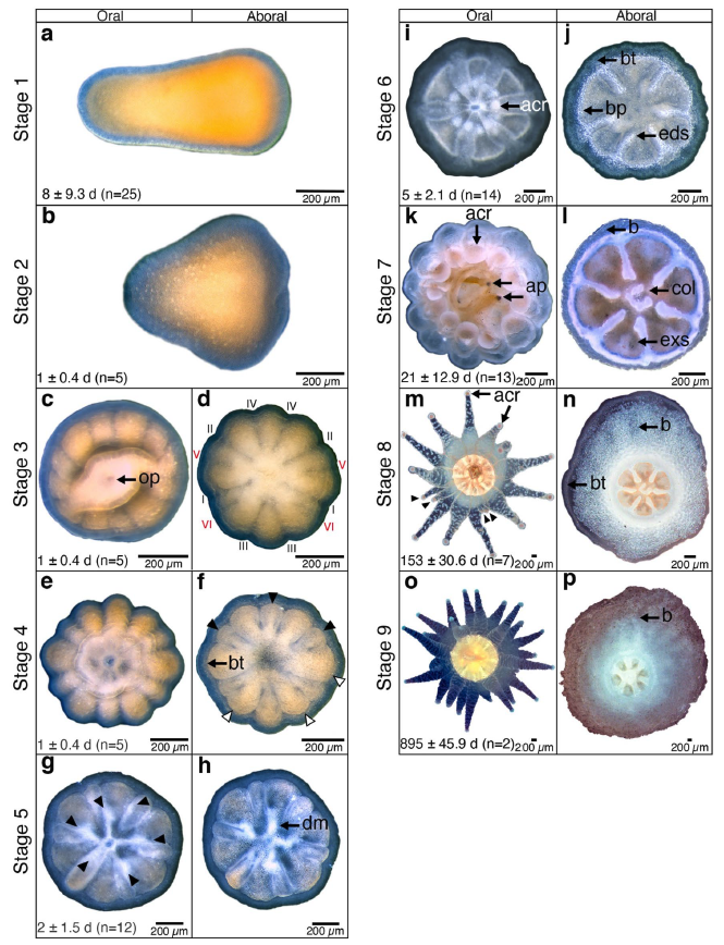 ThomyHA's tweet photo. Read my latest #research on #lifecycle of a #scleractinian #coldWater #coral, published with @SpringerNature in Scientific Reports! Read here https://t.co/e4ZRJYAsWK https://t.co/0zIGN1pMXx