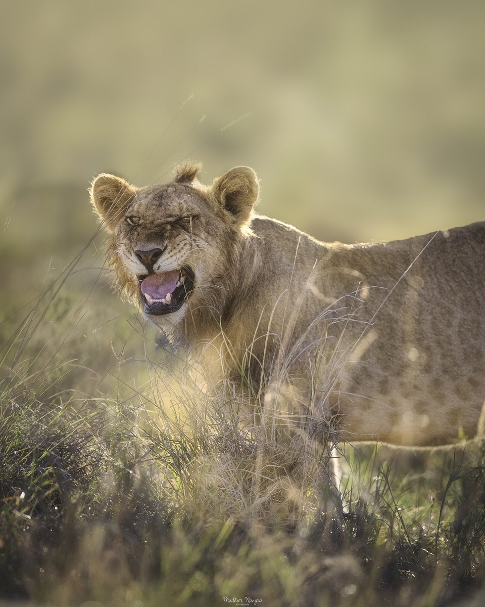 madhurnangia.eth tweet media