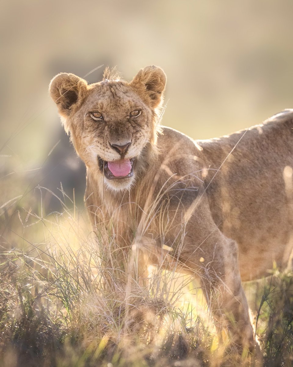 madhurnangia.eth tweet media