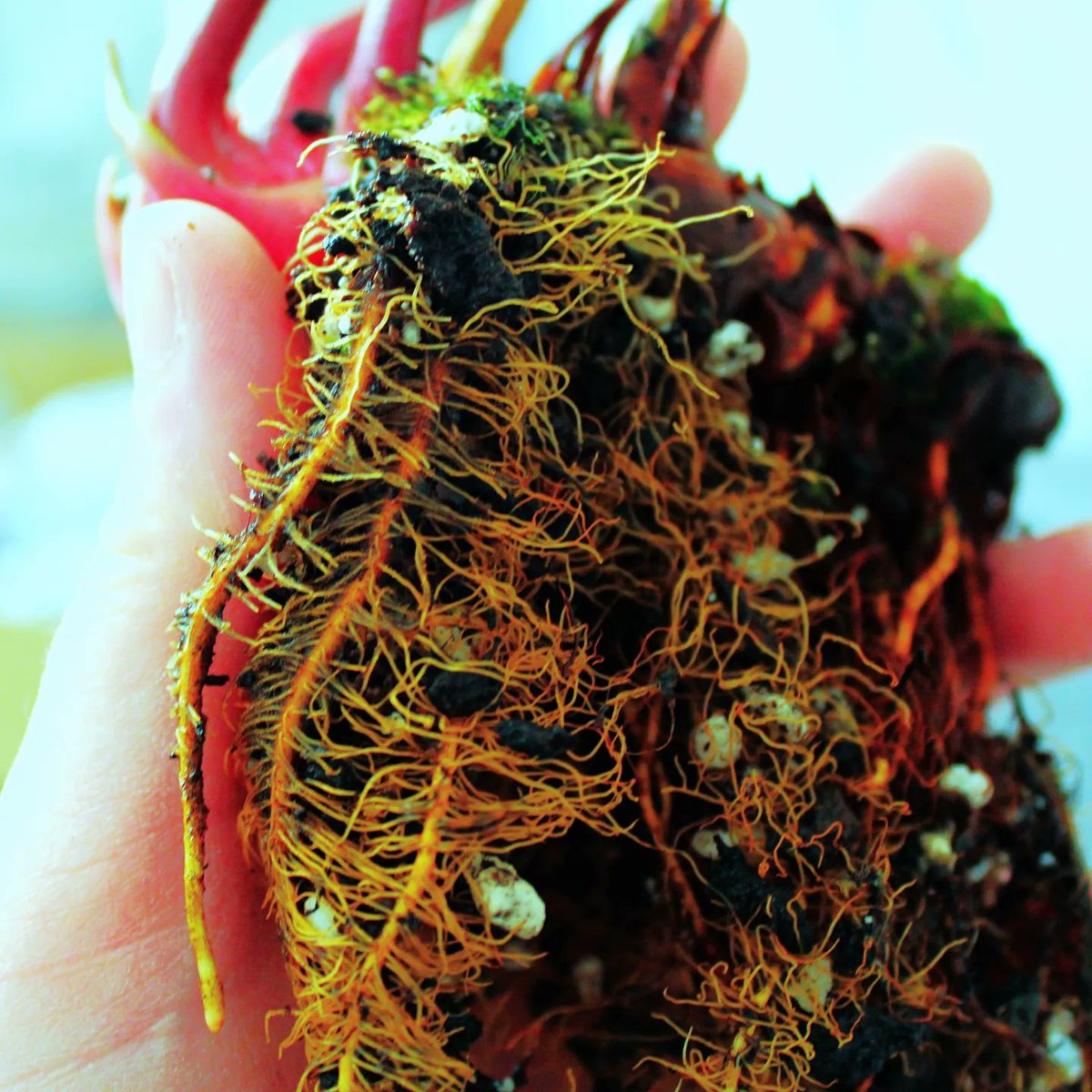 Got a new Sarracenia plant, Alata×Flava hybrid, zie will have a red lid and throat, aswell as a yellow pitcher body, quite a contrast but I love it! ❤️ The roots on this plant are strong and beautiful and are fascinating to look at, touch and feel.🥰

#plants #plants