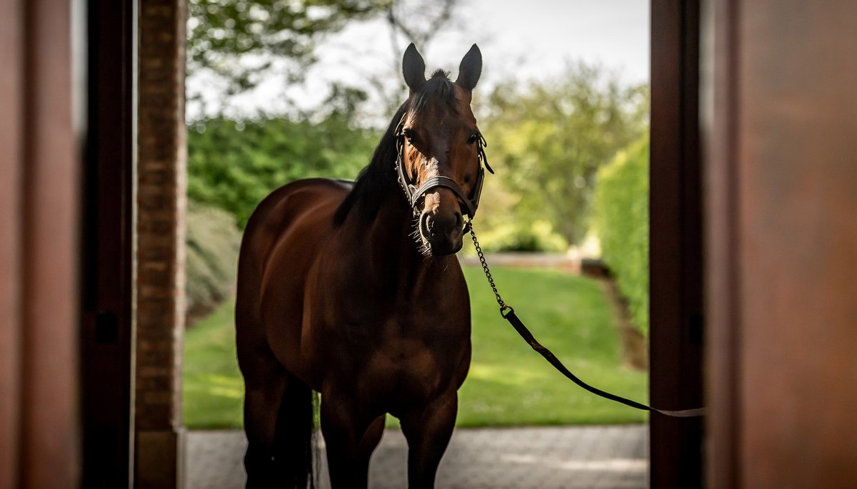 AgaKhanStuds's tweet photo. Today marks the official start of the 2023 covering season, and our stallions at Haras de Bonneval 🇫🇷 and Gilltown Stud 🇮🇪 are looking forward to meeting plenty of mares in the months ahead!

#SeaTheStars #Siyouni #Dariyan #Zarak https://t.co/eFWXRkmFqB