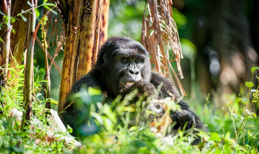 PioneerExp's tweet photo. Did you know?! 

Gorillas and Chimpanzees can form long-lasting friendships in the wild!! It has been known for the two species to engage in many interacting activities and seek out each other in various contexts.

#Gorillas #Chimpanzees #Friendship https://t.co/3q2W5FKgRZ