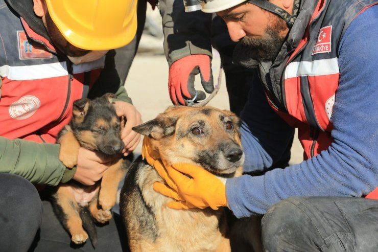 Diyarbakır’da yıkılan binaların enkazından 124 saat sonra bir köpek ve iki yavrusu kurtarılmış ❤️ 🙏

#deprem
#hataydepremi 
#Diyarbakirdeprem