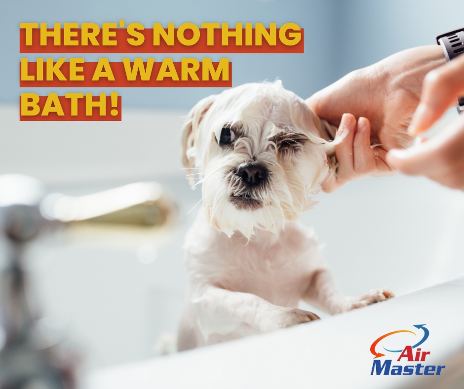 AirMasterMi's tweet photo. No matter the weather, having a warm bath after a long day feels fantastic - even for your furry ones! Whether you need to replace an outdated model or upgrade to a newer version, we have the perfect solution. https://t.co/3XUlV3sWZ7