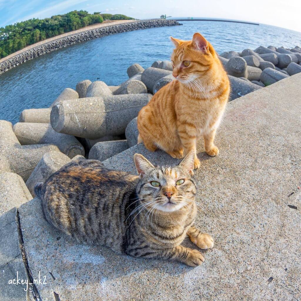 見てる、見てる😊
#一日一猫 #僕らの居場所は言わにゃいで #猫のいるとこ教えにゃい #nekoclub #nekoくらぶ #猫 #ねこ #ネコ #外猫 #地域猫 #cat #cats #catlove #catlover #straycats #pentaxk01