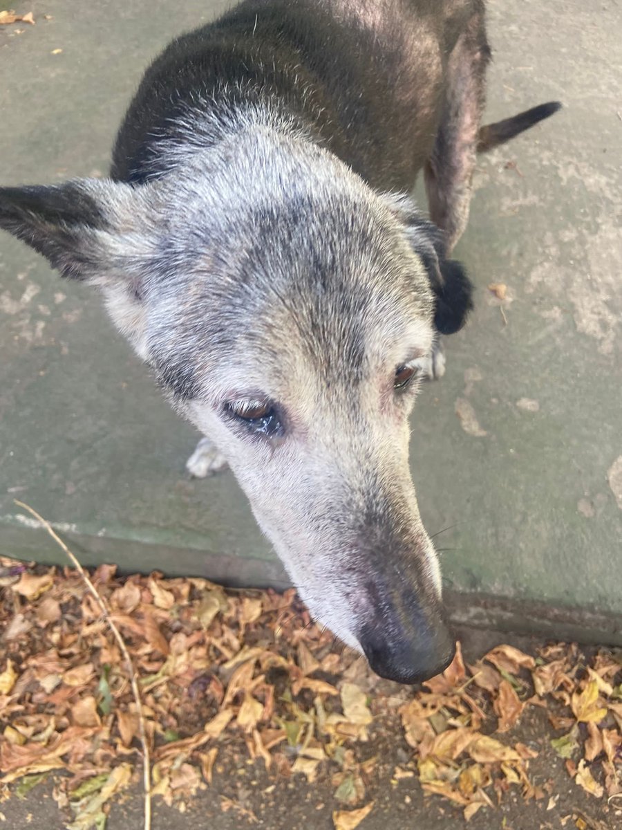 ‼️🏡❤️‍🩹alguien q pueda cuidarla en su último tiempo, ya está con tratamiento veterinario y nos hacemos cargo de todo. La abandonaron así de viejita, estuvo cinco meses sola y ahora queremos conseguirle un hogar. Se lo merece, nadie en su vejez debe ser abandonado. ❤️‍🩹❤️‍🩹❤️‍🩹