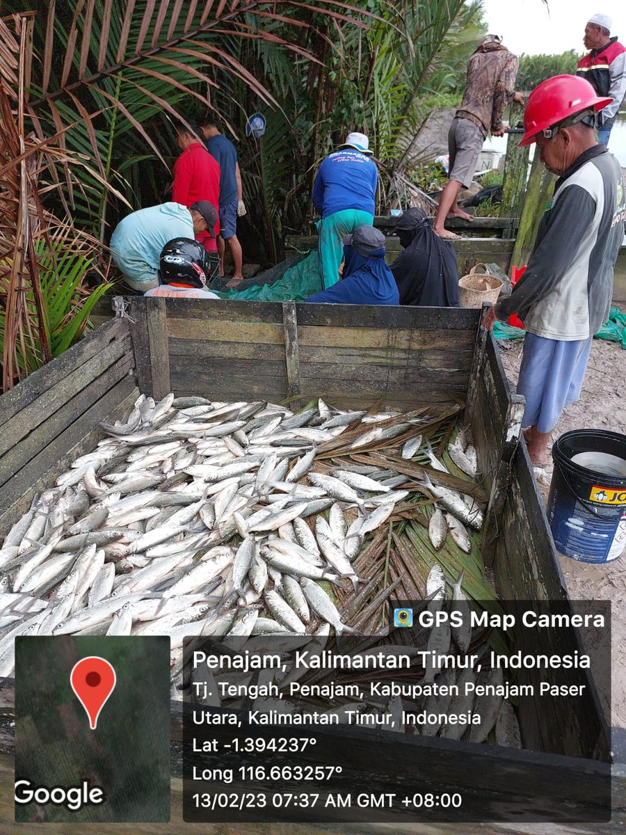 bach_tear77's tweet photo. Senin (13/02), Bachtiar, #luhkanppu, #Luhlapor,
di Pokdakan Cahaya Murni Kel. Tjg.Tengah PPU Kaltim, Panen Total
Ikan Bandeng, Tradisional+,  sebnyk 1.400 kg, 
luas 25.000m2, panen size 3-4 ekor/kg, harga 17.000/kg
#GiatLuhkanSatmingkalTegal
#produksi
#ppu https://t.co/txXEDZdmad