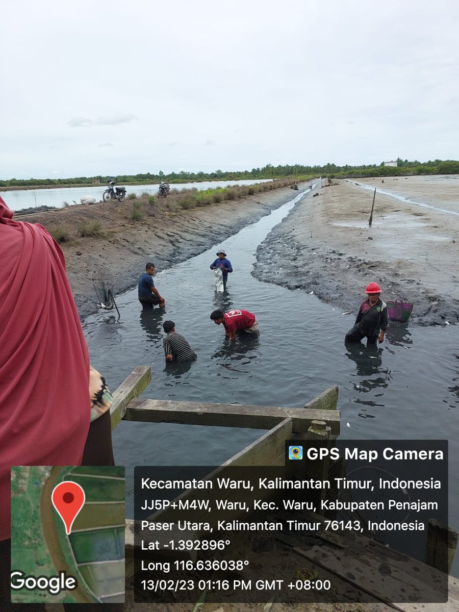 bach_tear77's tweet photo. Senin (13/02), Bachtiar, #luhkanppu, #Luhlapor,
di Pokdakan Cahaya Murni Kel. Tjg.Tengah PPU Kaltim, Panen Total
Ikan Bandeng, Tradisional+,  sebnyk 1.400 kg, 
luas 25.000m2, panen size 3-4 ekor/kg, harga 17.000/kg
#GiatLuhkanSatmingkalTegal
#produksi
#ppu https://t.co/txXEDZdmad