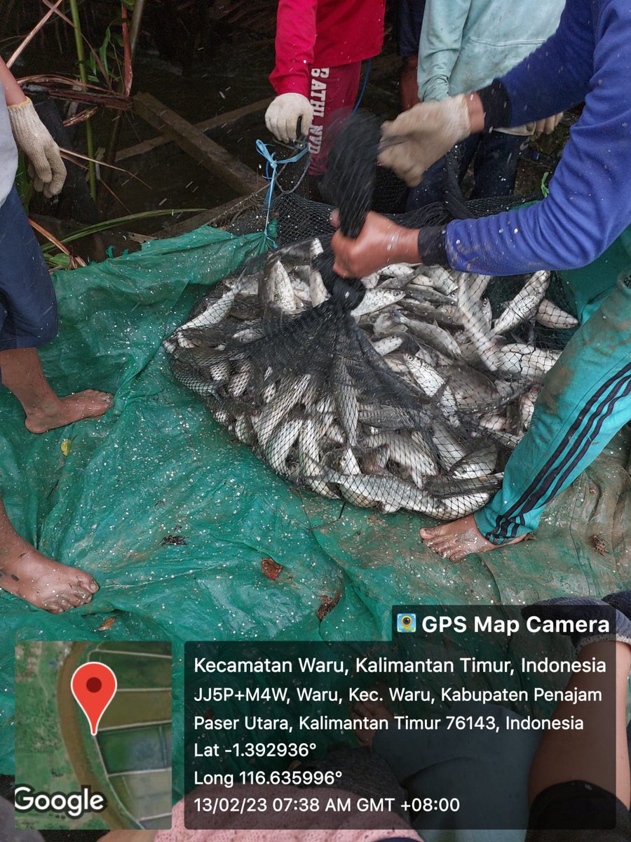 bach_tear77's tweet photo. Senin (13/02), Bachtiar, #luhkanppu, #Luhlapor,
di Pokdakan Cahaya Murni Kel. Tjg.Tengah PPU Kaltim, Panen Total
Ikan Bandeng, Tradisional+,  sebnyk 1.400 kg, 
luas 25.000m2, panen size 3-4 ekor/kg, harga 17.000/kg
#GiatLuhkanSatmingkalTegal
#produksi
#ppu https://t.co/txXEDZdmad