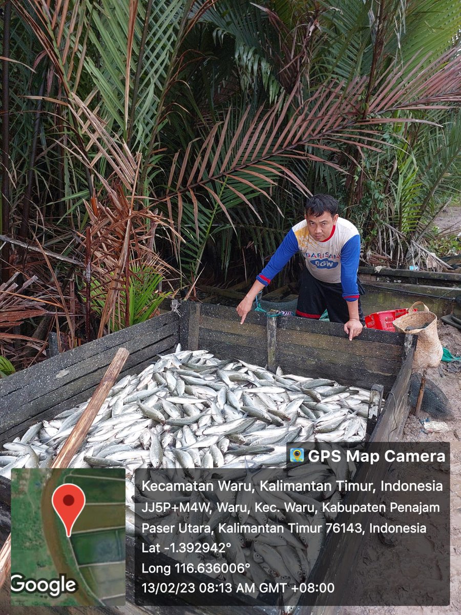 bach_tear77's tweet photo. Senin (13/02), Bachtiar, #luhkanppu, #Luhlapor,
di Pokdakan Cahaya Murni Kel. Tjg.Tengah PPU Kaltim, Panen Total
Ikan Bandeng, Tradisional+,  sebnyk 1.400 kg, 
luas 25.000m2, panen size 3-4 ekor/kg, harga 17.000/kg
#GiatLuhkanSatmingkalTegal
#produksi
#ppu https://t.co/txXEDZdmad