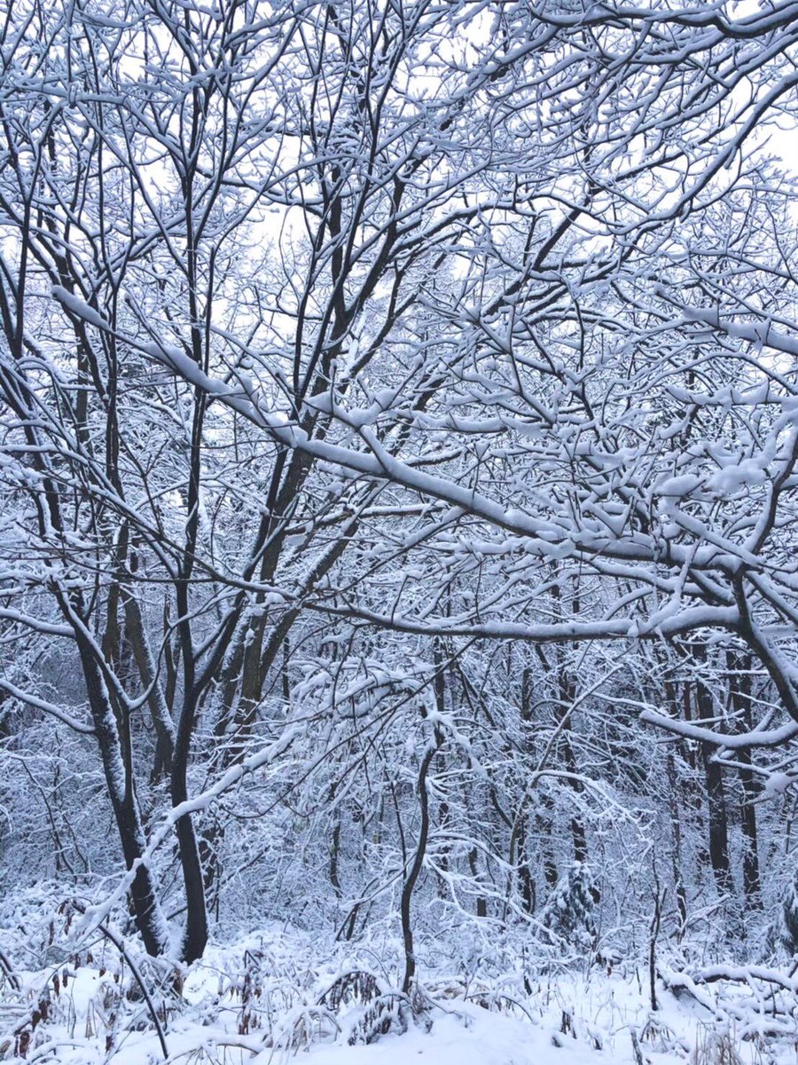 ByHakuba's tweet photo. ☃️Today’s snowy view❄️

===

本日の雪景色をお届けします☃️ https://t.co/gUdCv2xk4j
