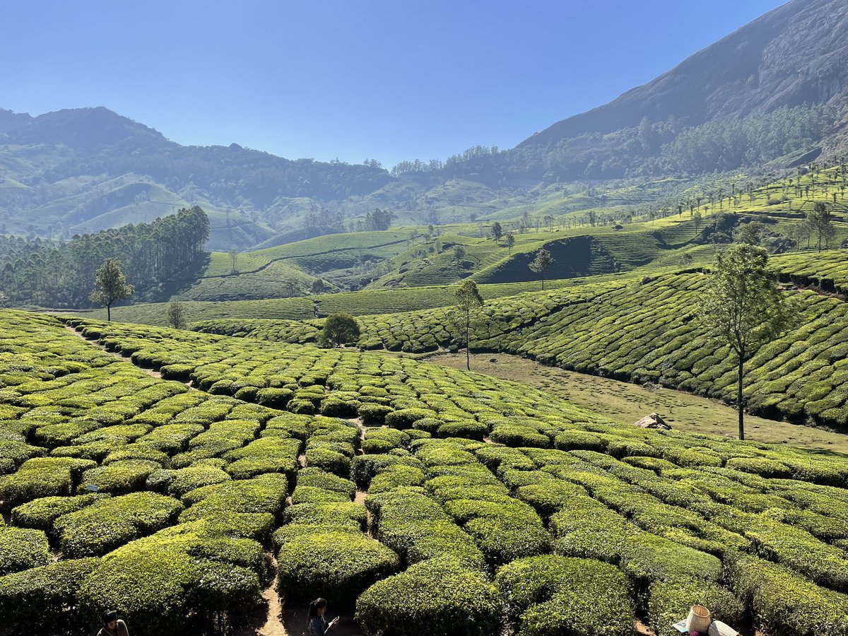 PackoKoelle's tweet photo. Munnar, Indien.❤️ https://t.co/5fnJFuJ09l