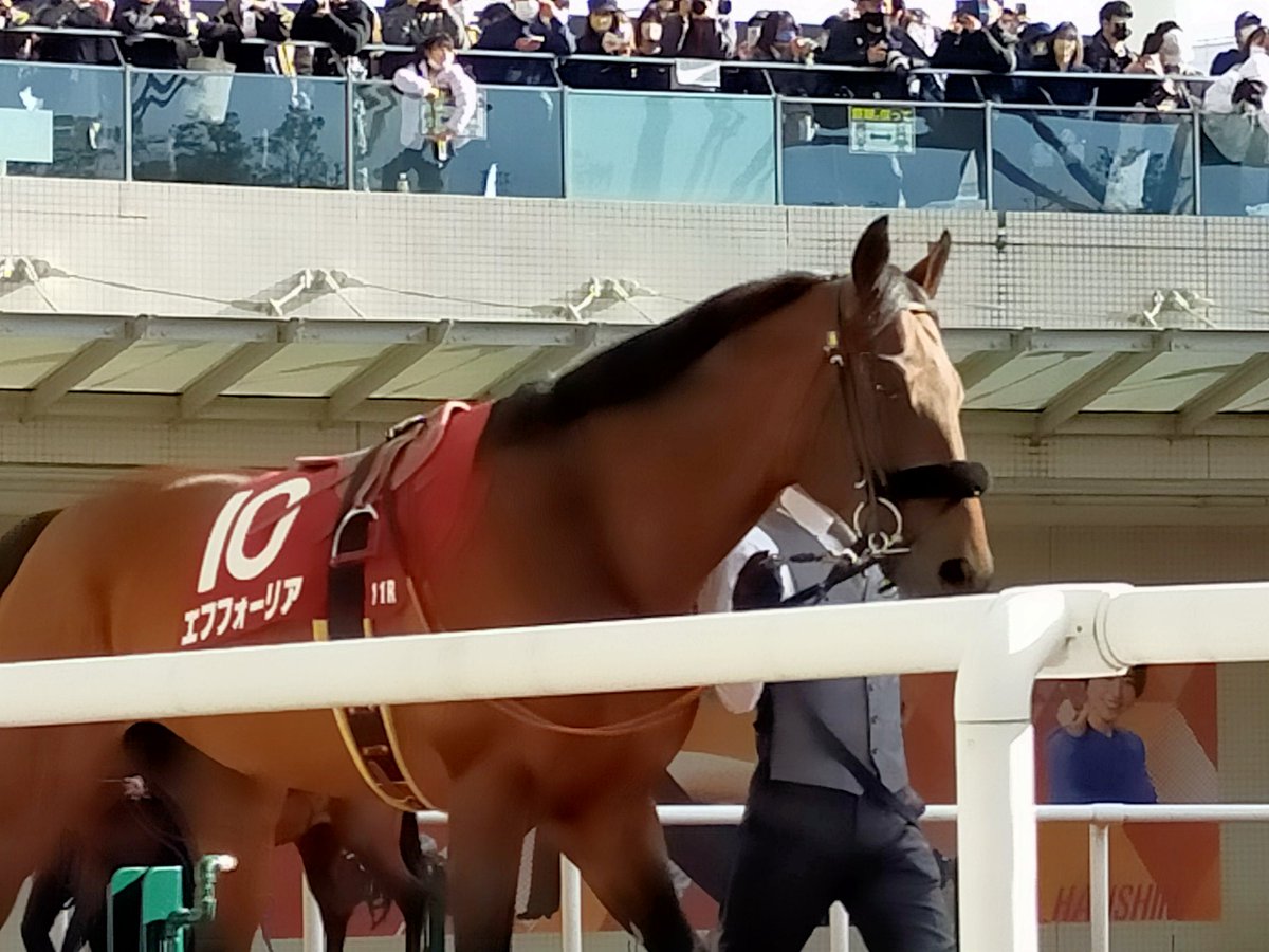rokopondesu's tweet image. 日曜日の京都記念、最初で最後にエフくんに会えて良かったです😭😭
エフくんお疲れ様でした
次の種牡馬の仕事頑張ってね😊
#エフフォーリア引退 
#京都記念2023