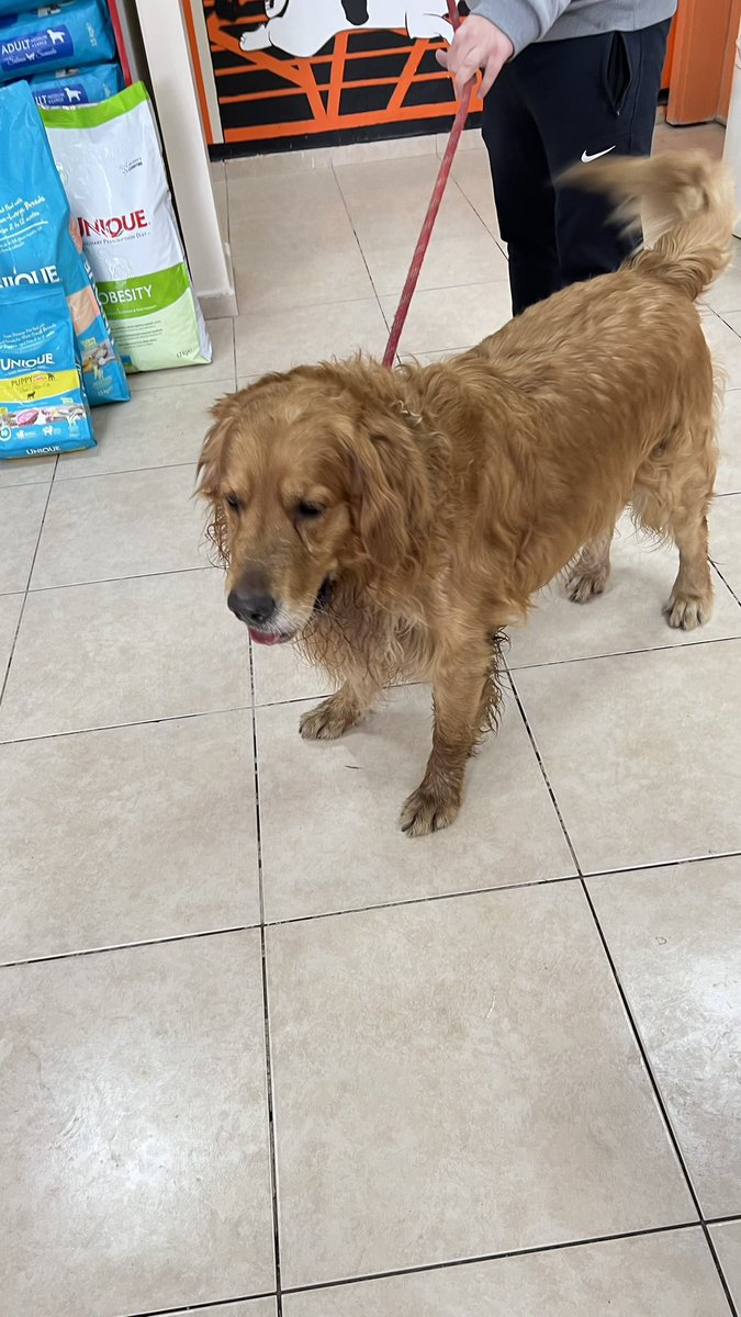 Bu dünya düzeli maraştan geldi. Çipi yok .Varsa sahipleri yoksa Ankarada bu çocuğa travmalarını unutturacak gözü gibi bakacak bir yuva arıyoruz acil bir şekilde. ELDEN ELE YAYALIM