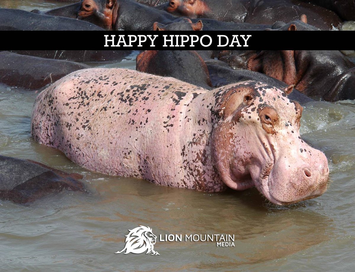 LionMountain_TV's tweet photo. HAPPY HIPPO DAY 🦛 

#Wildlife #Animal #Mammal #Hippo https://t.co/44jaNsXLu9