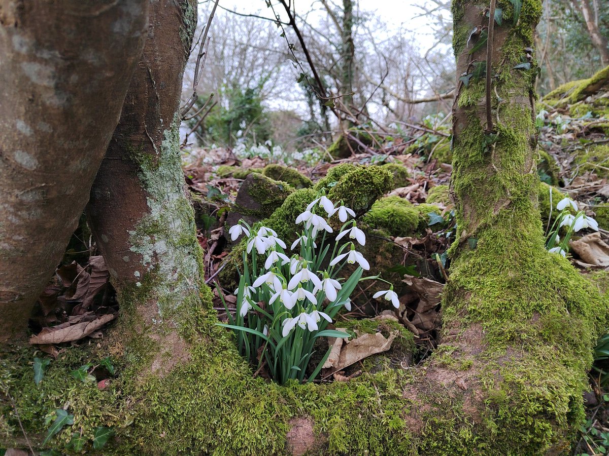 Morning around the Allt yr Esgair woods #explorelocal #discoverlocal #getoutside #BorderCollie #breconbeacons #dogsoftwitter #lesserwalkedpaths #Snowdrops @DerekTheWeather @OrdnanceSurvey @ExploreBreconB @VisitBrecon @BeaconsPhotos @LiveGeocaching @aroundllangorse