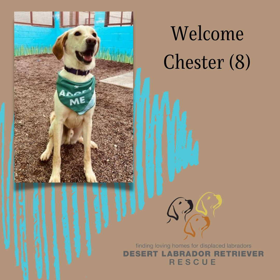 Desert Lab Rescue tweet media