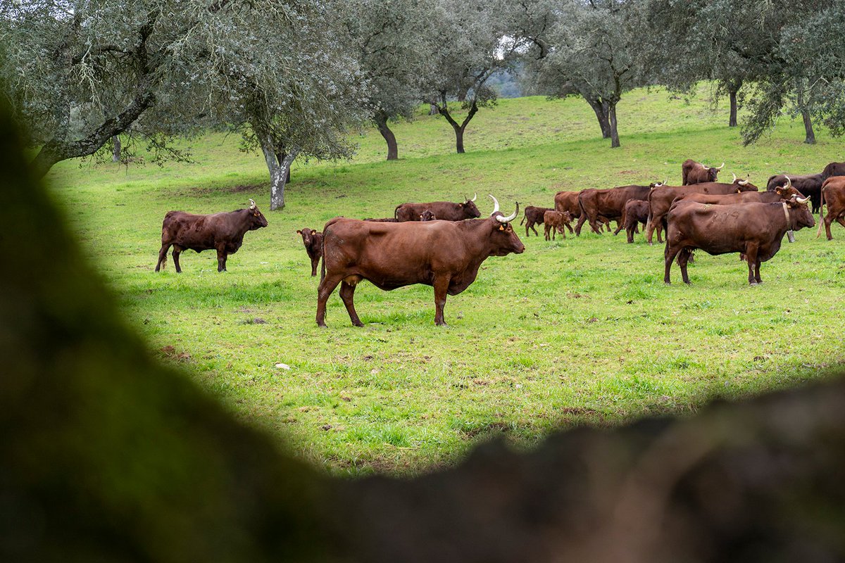 La raza Retinta es una de las protagonistas en nuestra carta. Para ello contamos con los productos de <a href="/CarnicasAlcazar/">Alcázar Industrias Cárnicas</a> , apostamos siempre por la mejor calidad! 🐂
~~~~~~~~~~~~
#ventaladuquesa #medinasidonia #restaurante #cocinatradicional #cocinakm0 #cocinadetemporada
