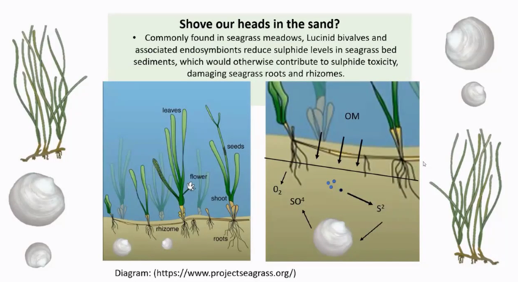 Lucinid bivalves could be the future of seagrass conservation!

#seagrass #conservation #conservationchatuk #wildlife #marinebiology #marinescience #ocean #nature #environment #seagrassconservation #habitats