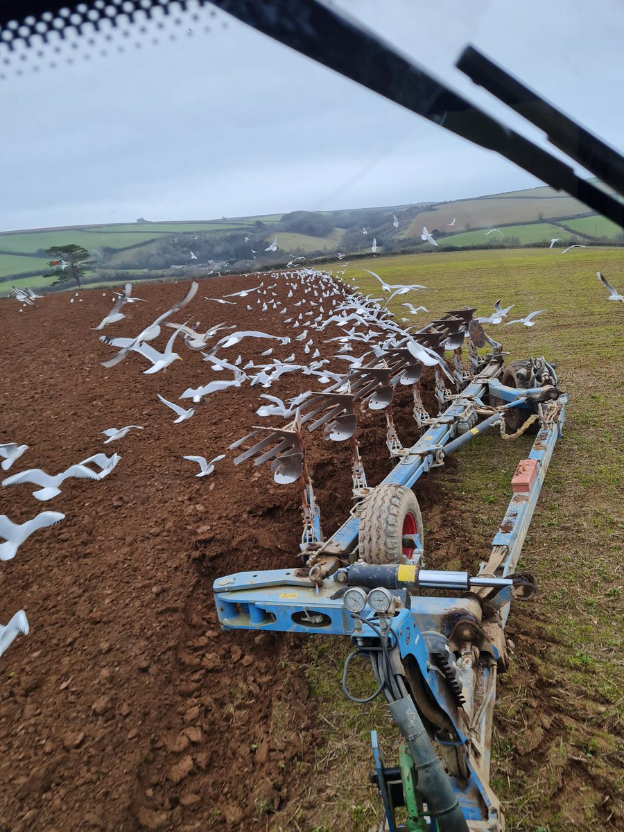 Started ploughing for this year's onion crop with a few uninvited guests flying around
