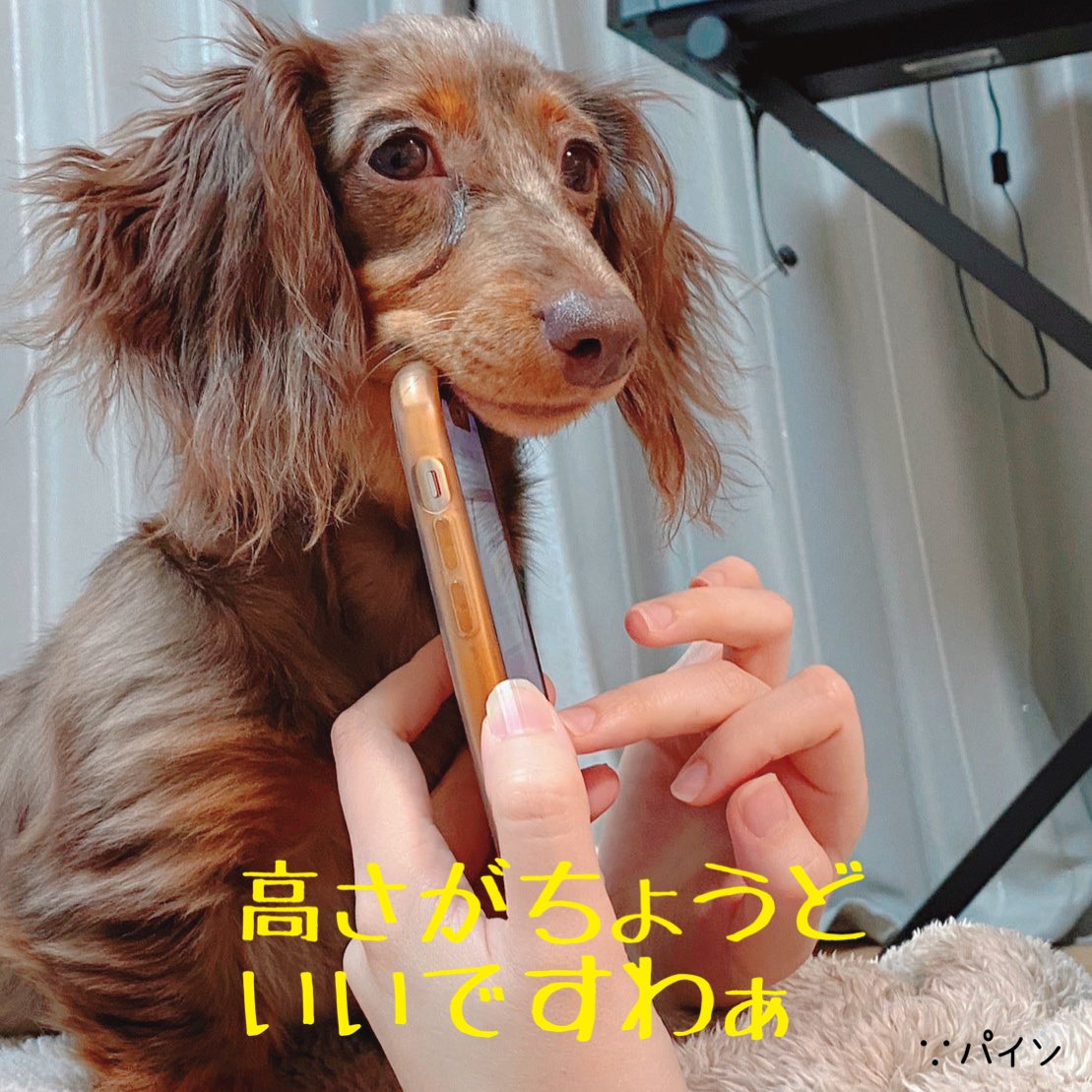 ymn_maron's tweet photo. ママの携帯をあご置きにしてたパイン

それ楽なんか？笑

#ミニチュアダックスフンド
#カニンヘンダックスフンド
#犬の���る暮らし 
#犬好きな人と繋がりたい 
#友達募集中 https://t.co/uwY4uEcRqm