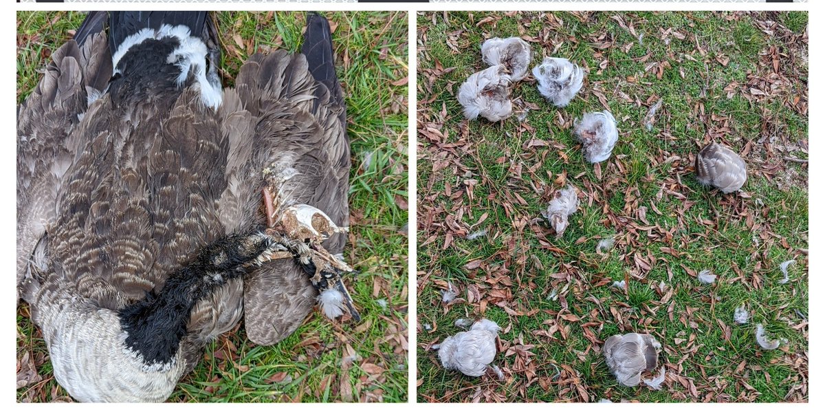 hynesyte's tweet photo. Possibly the ' Lonesome Goose' 's chewed up mate where it's been staying around ,they mate for life. https://t.co/CDf5y9Ribz