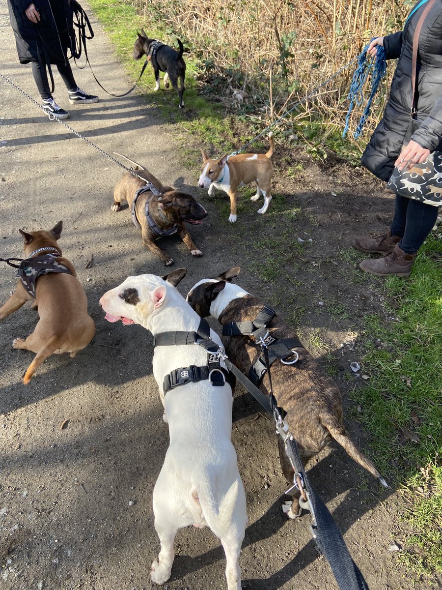 stefansoberg's tweet photo. 🐾🐾🐾 https://t.co/xSEEni0pas