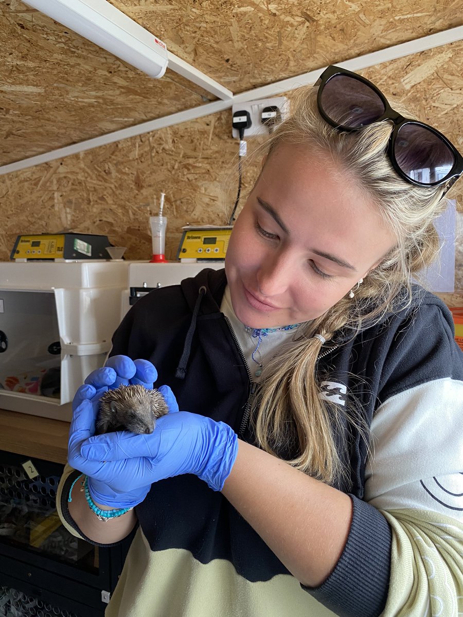 Prickles_Paws's tweet photo. 📆Work Placements 📆
We are looking to the year ahead and are currently booking in work placements for the summer. 
💚 Minimum one week block placements from mid May through to the end of September.
💚 1:1 training from our experienced team in all aspects of our work. 
Pt1. https://t.co/ggdY2ugXoU