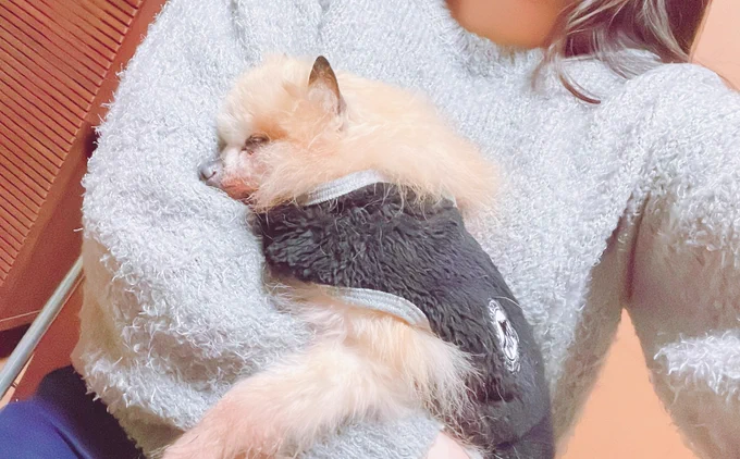 17歳ポメラニアン血液検査してもどこも悪くなくご飯食べる健康ポメラニアン 