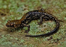 Another Georgia Phenomenon: Pigeon Mountain Salamanders.  They are only found on Pigeon Mountain in Northwest GA! This rare species was discovered in 1972 in the cave systems of Pigeon Mountain.  Visit the Georgia Biodiversity Portal for more. georgiabiodiversity.org/natels/profile…