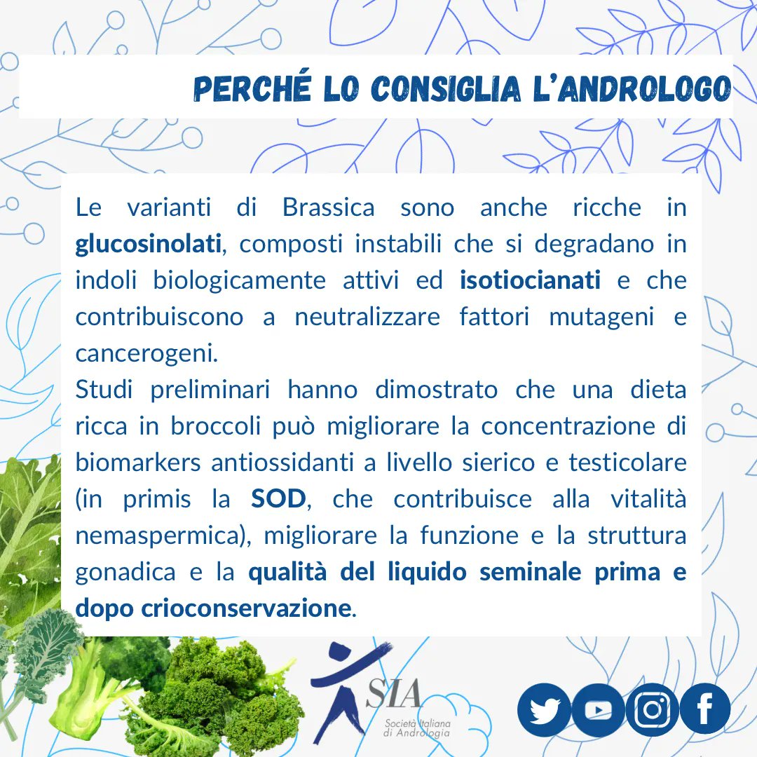 AndrologiaSia's tweet photo. Sapevi che il #broccolo ha molte proprietà vantaggiose per la #salutemaschile?
#nutraceutica #nutraceutical #nutraceuticals #nutraceuticos #naturaltherapy #naturaltherapies #fitoterapia #nutraceutici #andrologia #andrology #siaandrologiaitaliana
#antioxidant #brassica https://t.co/Mp7vxK14Uv