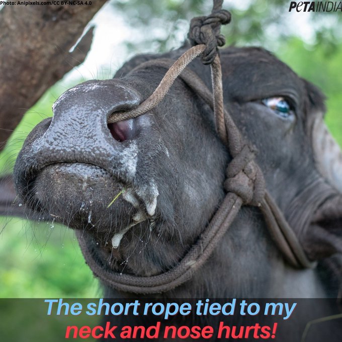 PetaIndia's tweet photo. Her eyes are full of tears and pain! On dairy farms, cows and buffaloes are often tied by short ropes in narrow stalls so that dairy farmers can steal the milk meant for their babies.

Help them by ditching dairy! https://t.co/wJcW1ZTJP1 https://t.co/ew2Lh3Un7p