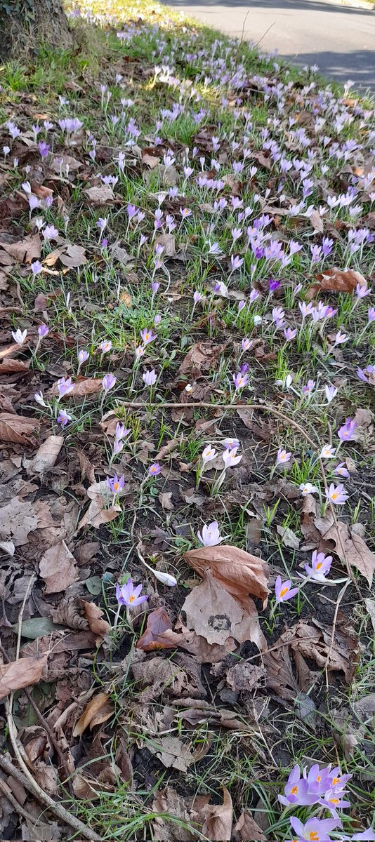 Signs of spring on today's walk #Crocuses #LocalWalks