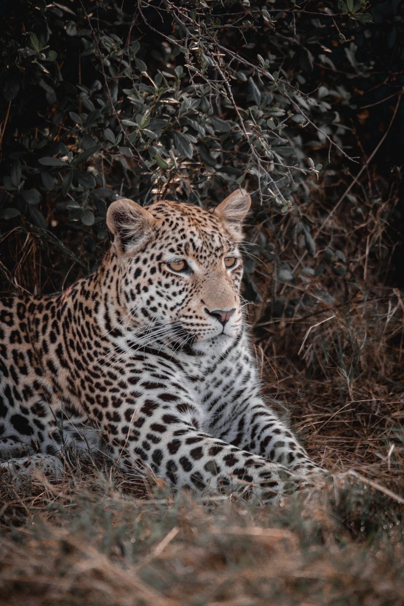 Leopard, Botswana #Leopard #Safari #Botswana #wildlifephotography #wildlife #NaturePhotography #nature #naturelovers #NatureBeauty #nature撮影会 #BBCWildlifePOTD #conkernaturemagazinePOTD #wildlifemagazine #Africa #africawildlife #naturena #NaturePhotograhpy #BIGCats