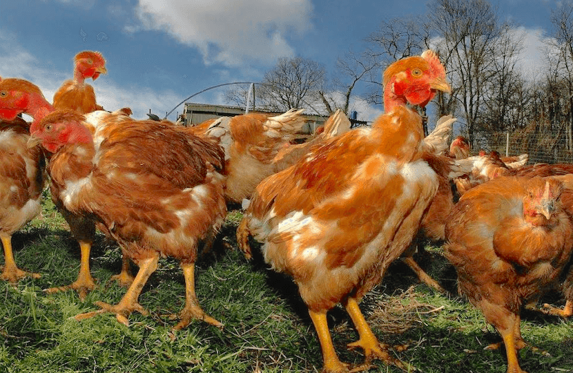 PresseLib's tweet photo. La #Commission veut supprimer les normes actuelles permettant aux consommateurs de facilement identifier les modes d'élevage des #volailles avec cinq mentions.🐓
Les producteurs des #Landes et de l'#Adour s'y opposent et réagissent vigoureusement.
👉 https://t.co/J6Us2shrXZ https://t.co/a86wvLsUu2
