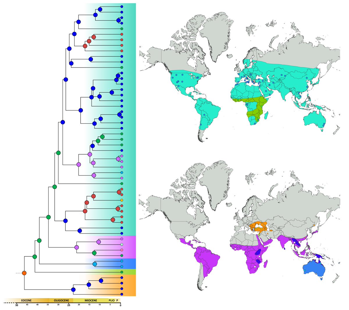 ale_riccieri's tweet photo. Our new paper on #blisterbeetles is finally out on #InvertebrateSys, with new insights on the #evolutionaryhistory of the subfamily Nemognathinae. 🪲🧬
#Coleoptera #Meloidae https://t.co/xa6dYXuigY @CSIROPublishing https://t.co/AcFns3BFuw