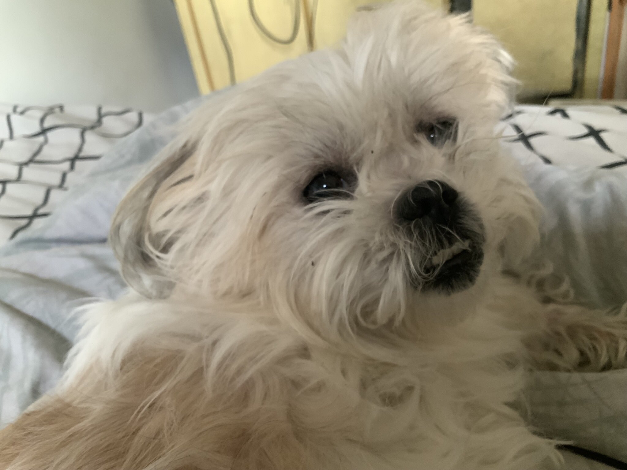 melissa on Twitter "So when I feed my dog she will stop eating unless I turn her bowl when she